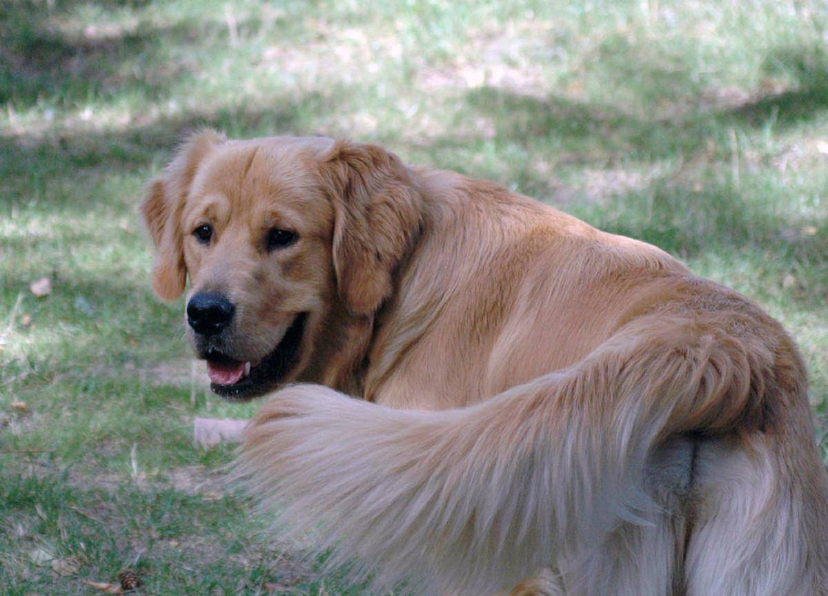 涂药|狗狗皮肤病反反复复，法斗柯基大多是体质原因，但还有其他原因