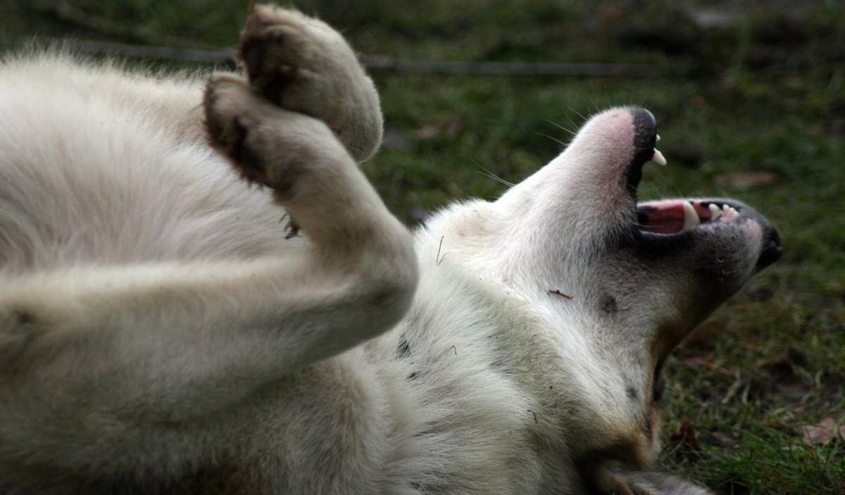 涂药|狗狗皮肤病反反复复，法斗柯基大多是体质原因，但还有其他原因
