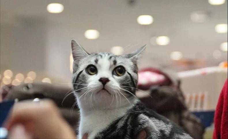 美国|美短猫如何选？