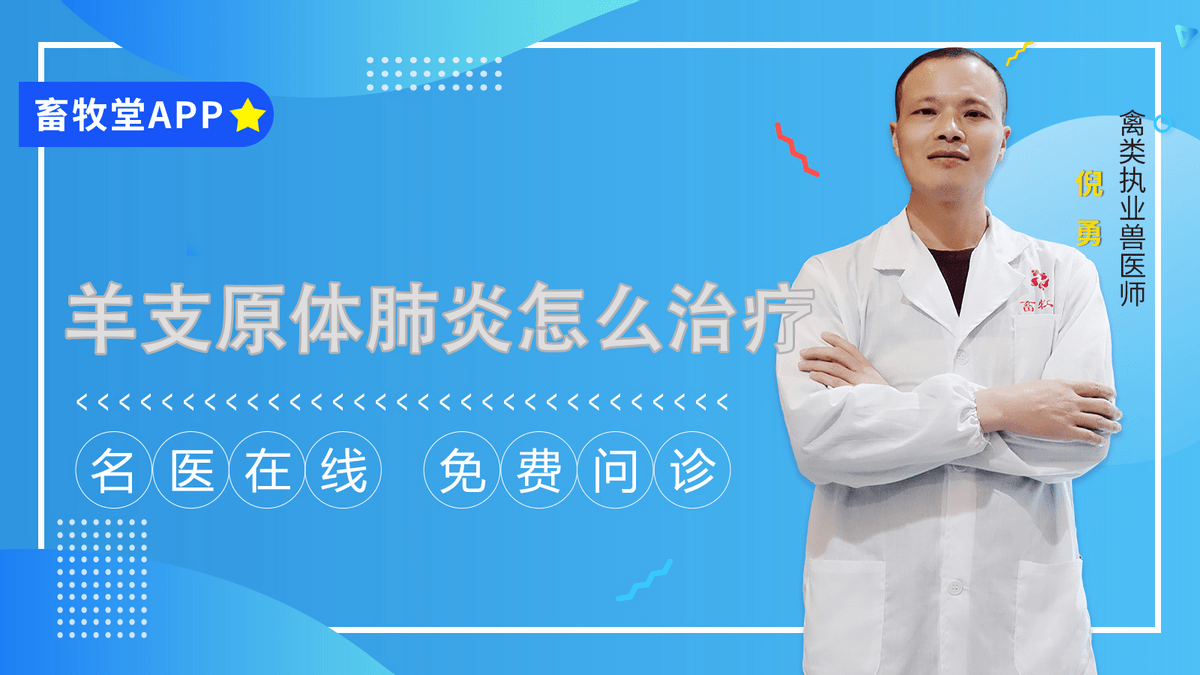 治疗|羊支原体肺炎怎么治疗 羊支原体肺炎的治疗方法