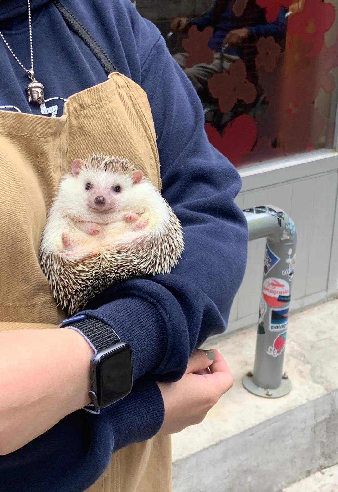 因为|吸完几百只猫猫狗狗,我们从中选出了30只最可爱的给你