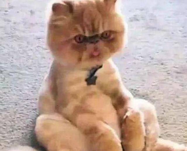 动画片|这只加菲猫的姿势和表情萌爆了，能不能要不要直看着人家