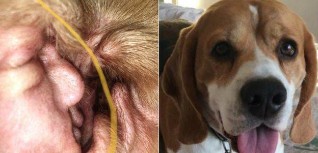 狗耳朵立不起来 b544e467ebfb4f209d7dbf001ac6d33d.jpeg