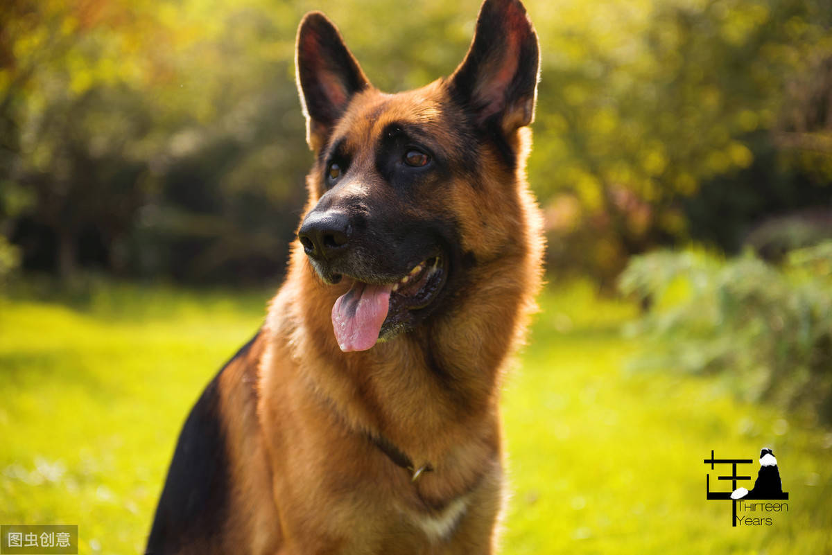 都知道牧羊犬聪明 这8种牧羊犬 是个中翘楚 是一种
