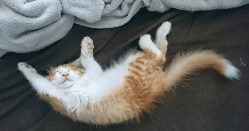 猫咪不要主人坐新买的椅子,它推主人时的表情太搞笑了,要成精了 猫咪不要主人坐新买的椅子,它推主人时的表情太搞笑了,要成精了