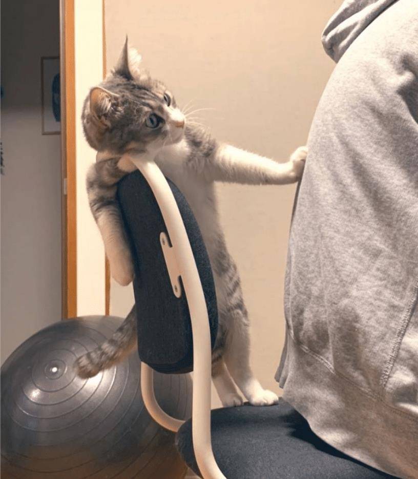 猫咪不要主人坐新买的椅子,它推主人时的表情太搞笑了,要成精了 猫咪不要主人坐新买的椅子,它推主人时的表情太搞笑了,要成精了