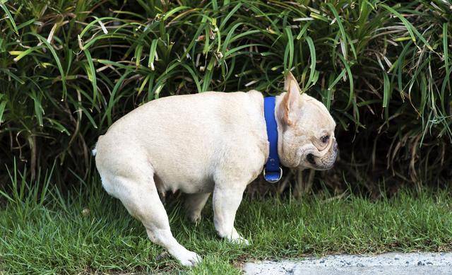 狗为啥喜欢叼牵引绳 0e8f58b7ef7a464296cc2f7366816ae9.jpeg