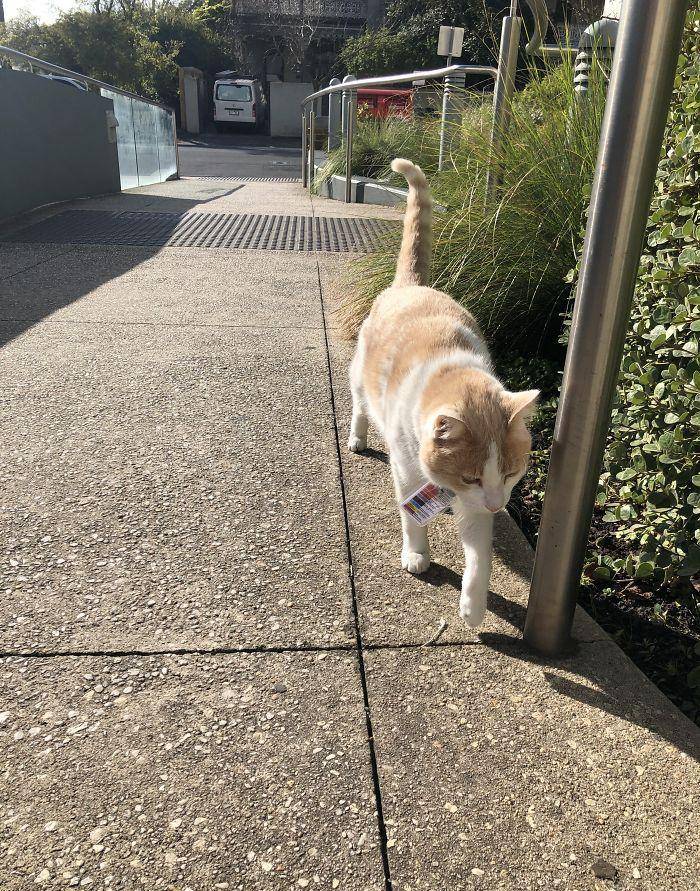 猫咪为了“应聘”医院安保员，坚持全年无休来到在医院门口蹲守！