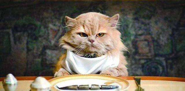 病从口入，5种家庭常见食物，你家猫咪可能也吃过！