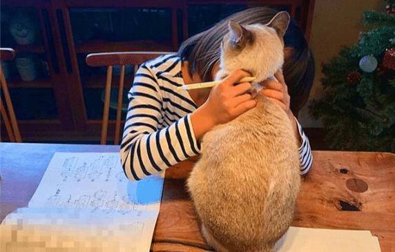 猫咪试图阻止小主人写作业，最后却被她给打败了，猫：谁还不是个宝宝