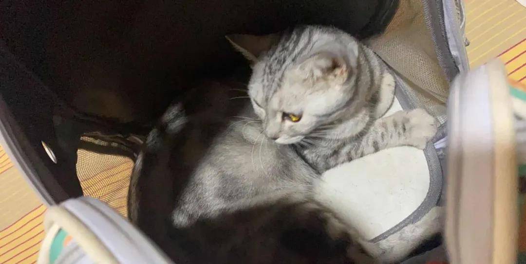 猫咪生病被抛弃，前主人放纸条：不收养不要把任何东西拿走，否则良心会痛！