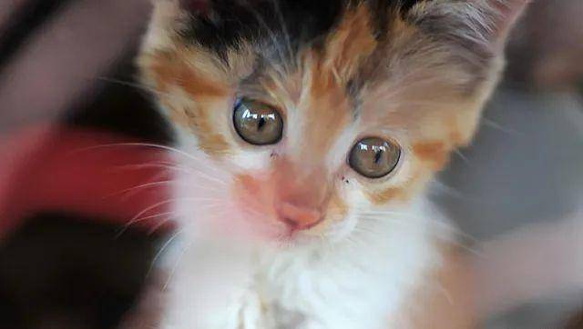 猫是“独行侠”所以不怕孤独？70%的猫可能会患上分离焦虑症！