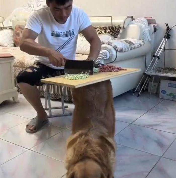 狗狗聪明乖巧善解人意，可惜遇上二货主人，这表情简直绝了