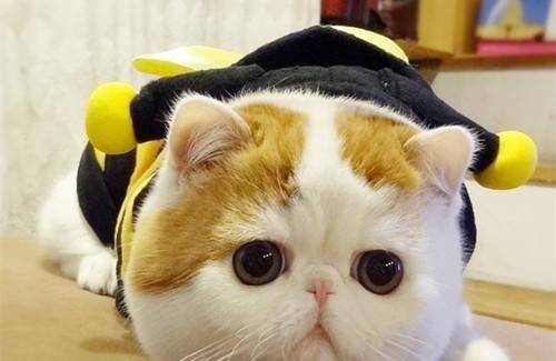 叛逆|加菲猫爱啃东西：这是怎么回事，要怎么纠正？