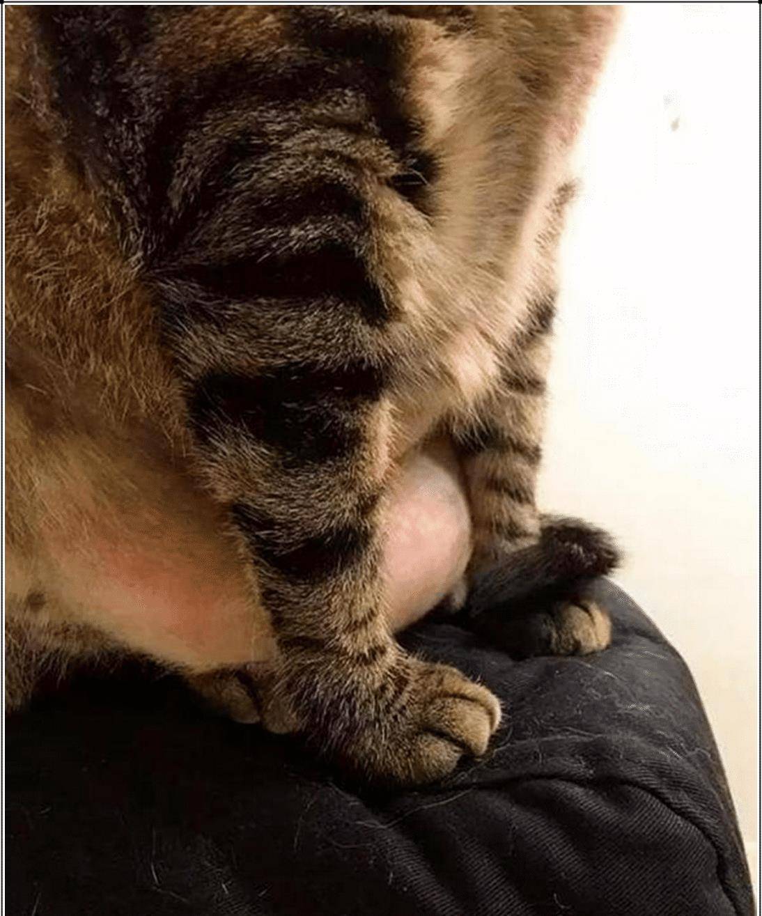 猫咪不吃饭,主人感觉不对劲,带去医院检查,凑近一看无法淡定了 猫咪不吃饭,主人感觉不对劲,带去医院检查,凑近一看无法淡定了