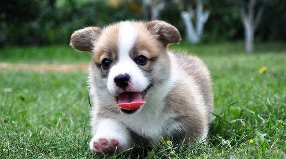 一针|饲养“柯基犬”，一个月大概需要花多少钱？
