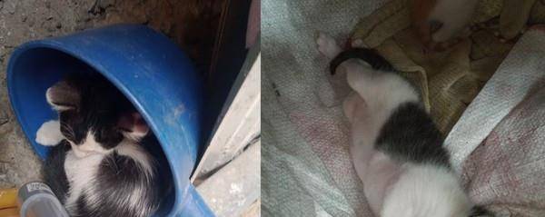 猫咪果然都是液体做的!网友:此猫有练过 猫咪果然都是液体做的!网友:此猫有练过