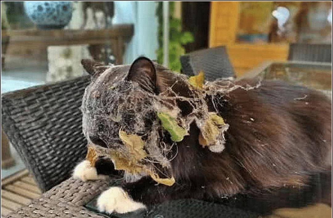 猫咪彻夜未归,早上发现它趴在桌上,走近一看顿时傻眼了 猫咪彻夜未归,早上发现它趴在桌上,走近一看顿时傻眼了