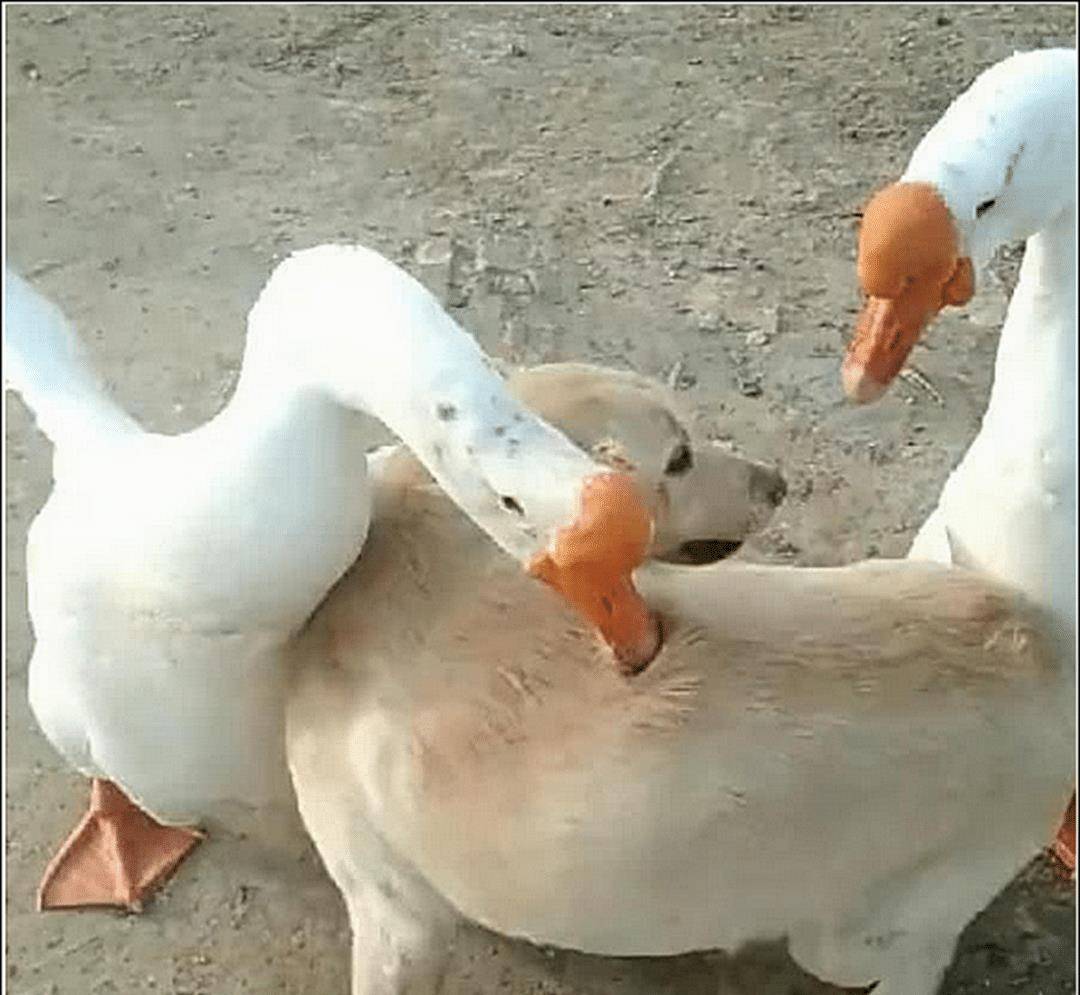 男主听到门外土狗在惨叫，以为有人来偷狗，跑出去一看直接傻眼了 