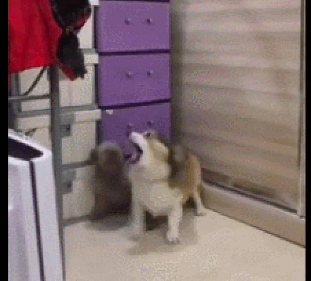 生活|柯基吵架吵不过泰迪，气得用屁股去打对方，柯基：继续和我吵啊！