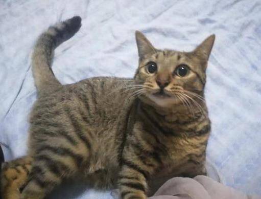 狸花猫睡觉就翻白眼,主人偷偷拍下来吐槽,这个样子一点都不正经 狸花猫睡觉就翻白眼,主人偷偷拍下来吐槽,这个样子一点都不正经