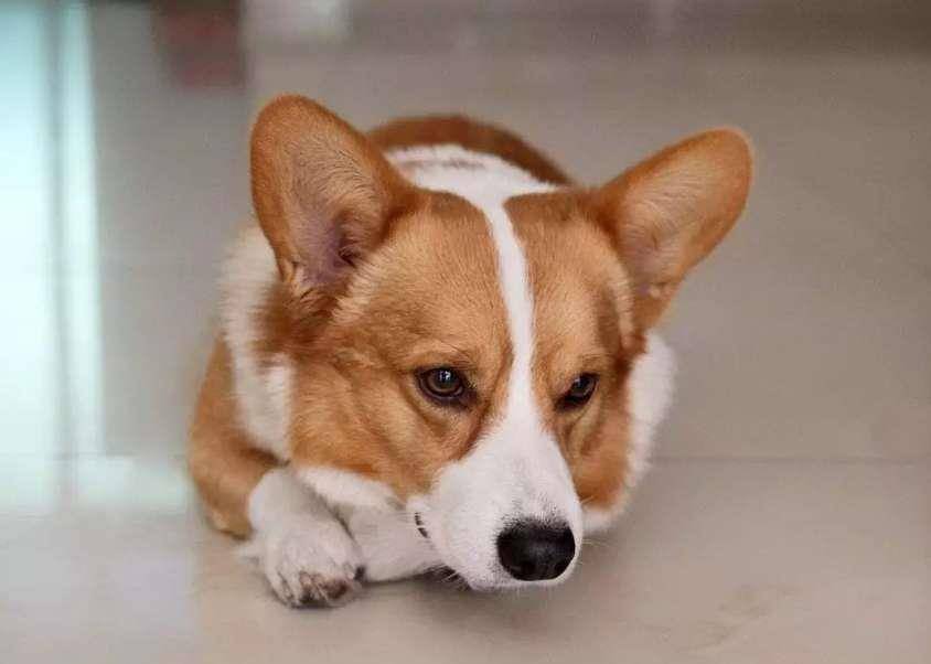 小天使|柯基真的很温柔，笑起来心都化了，这样的小天使你了解吗？