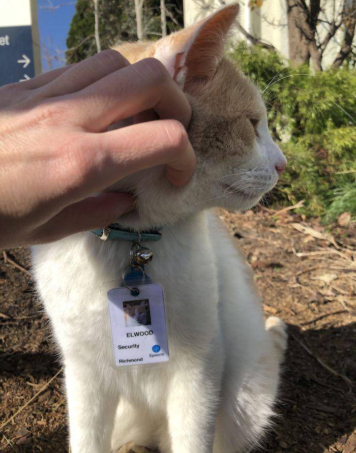猫咪为了“应聘”医院安保员，坚持全年无休来到在医院门口蹲守！