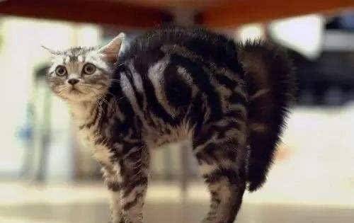 怎么看小猫是不是应激 a88fea755c2a472db62cffd4e47d7690.jpeg