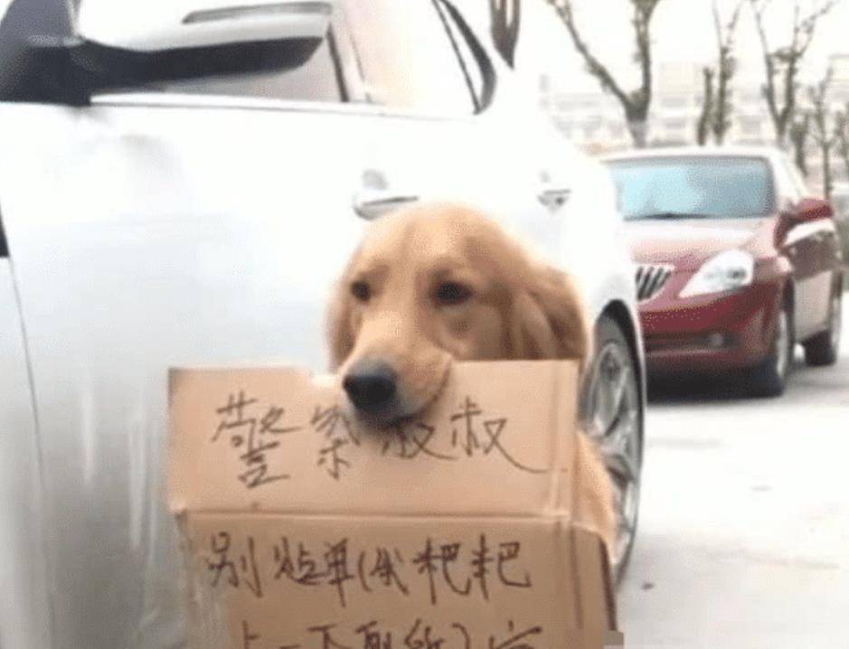 交警刚想贴罚单，瞧见一只金毛守在车旁，嘴里叼的纸让人笑不出来