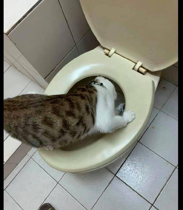 猫咪对家里的马桶情有独钟,总是伸头往里面看,猫:什么味道? 猫咪对家里的马桶情有独钟,总是伸头往里面看,猫:什么味道?
