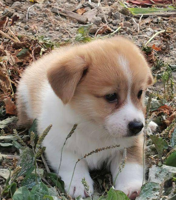 大房子|两只小狗的居住条件差距太大，柯基住大房子，土狗被拴在外面