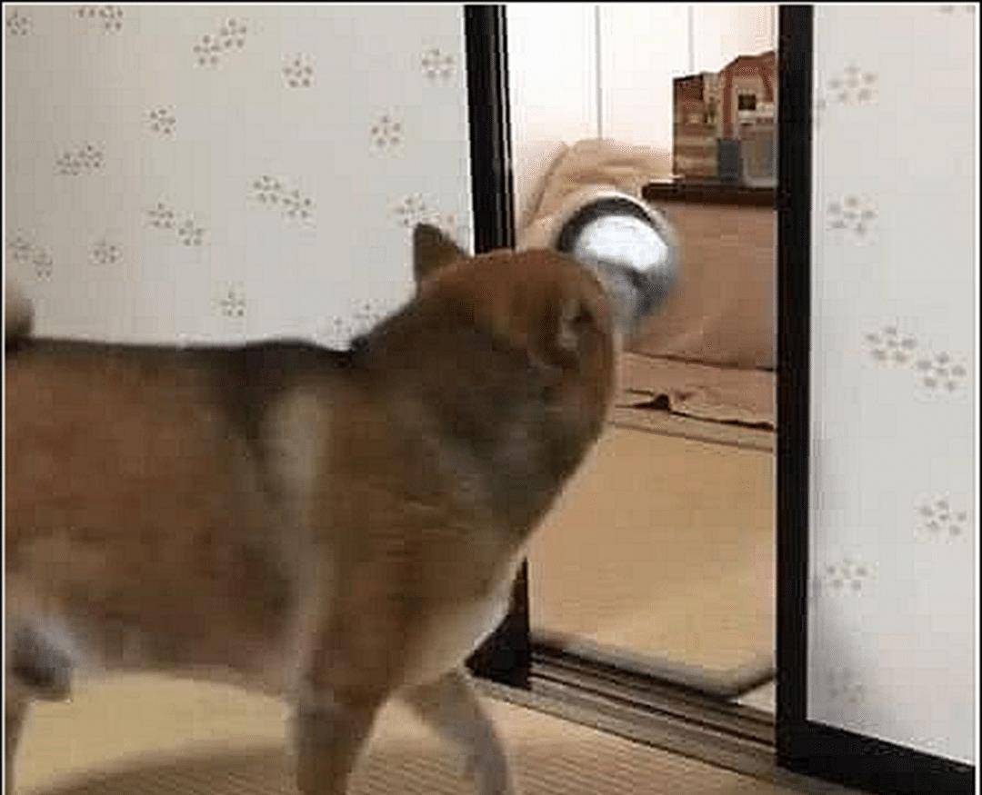 男子出差回家,发现柴犬叼着碗在嚎叫,仔细一想陷入深深自责 男子出差回家,发现柴犬叼着碗在嚎叫,仔细一想陷入深深自责