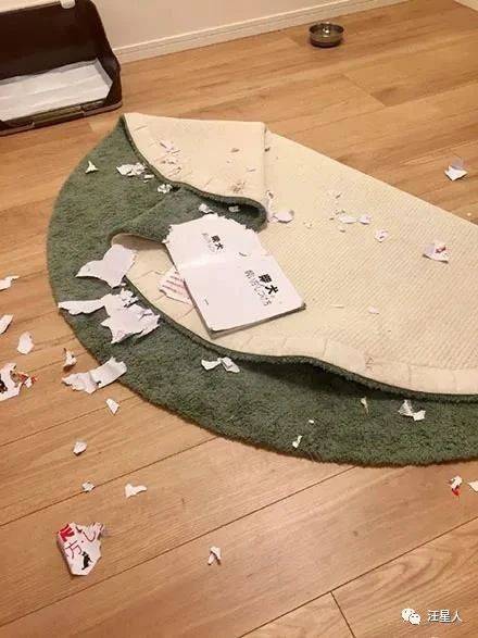 网友买了一本如何养柴犬的书,还没看就被狗子撕了,哈哈哈