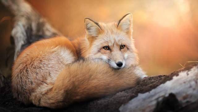 世界可爱动物排行榜 大熊猫竟然只排第三 第一名从没听过 火狐