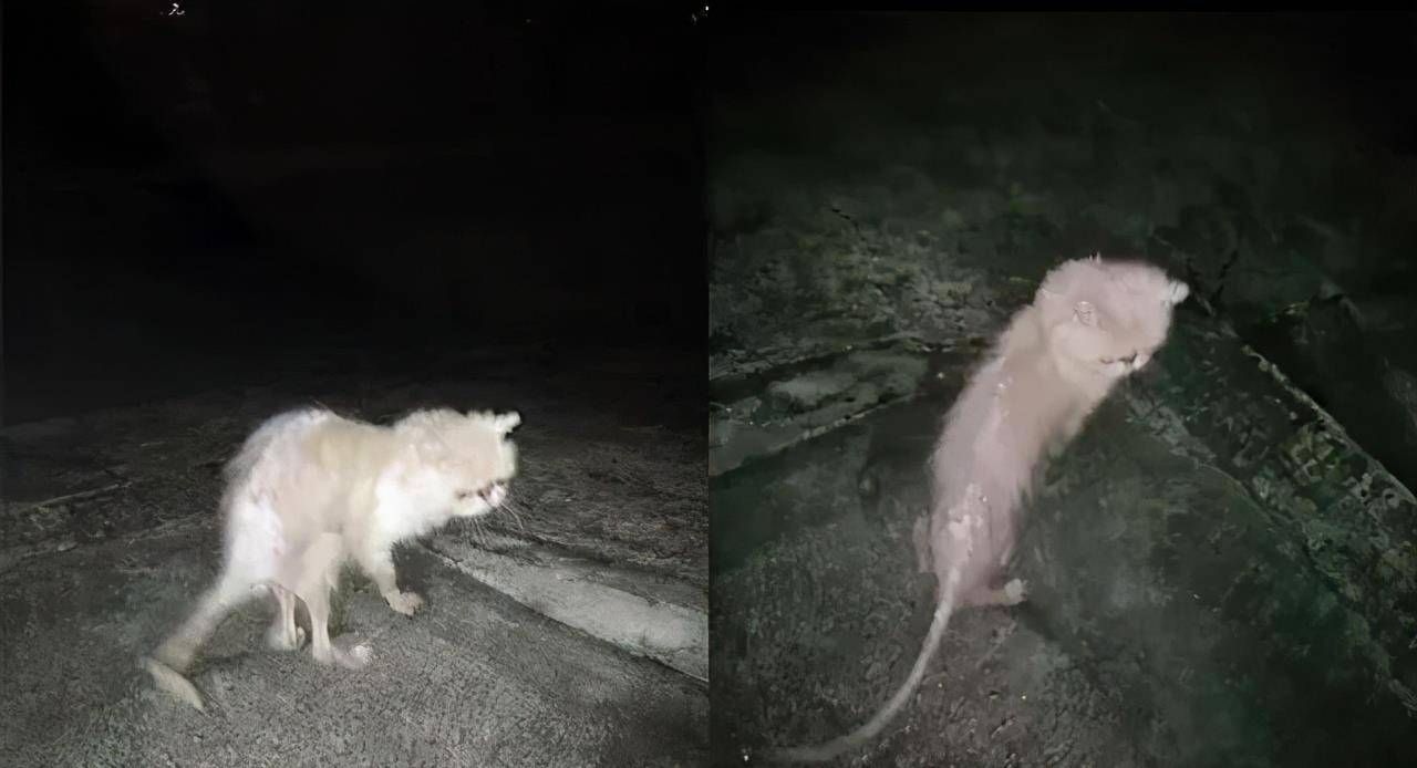 猫咪|被遗弃的品种猫,日子过得有多惨?加菲猫落魄的像只大老鼠