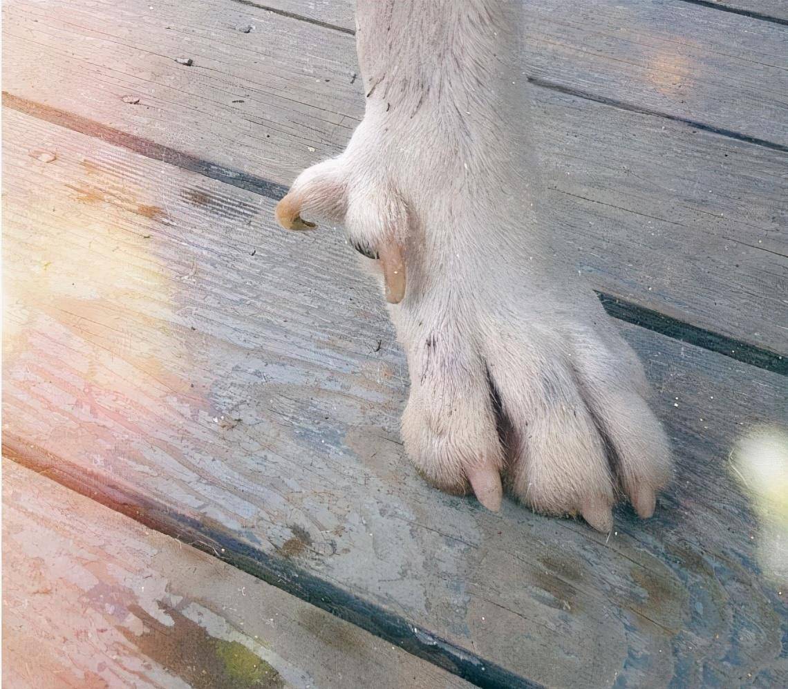 小狗的悬蹄 狼爪 古猫