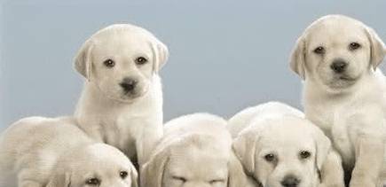 最好的狗排名_世界最好车子排名(2)