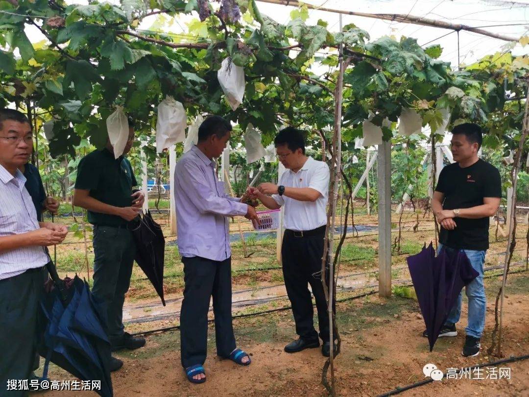 珠海市局长王朝晖等带队到高州分界镇开展调研并为乡村振兴帮扶工作队