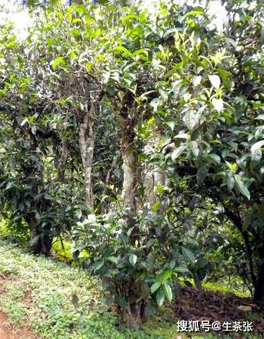 【干货分享】布朗山最古老悠久的老曼峨，其古树普洱茶口感滋味如何？