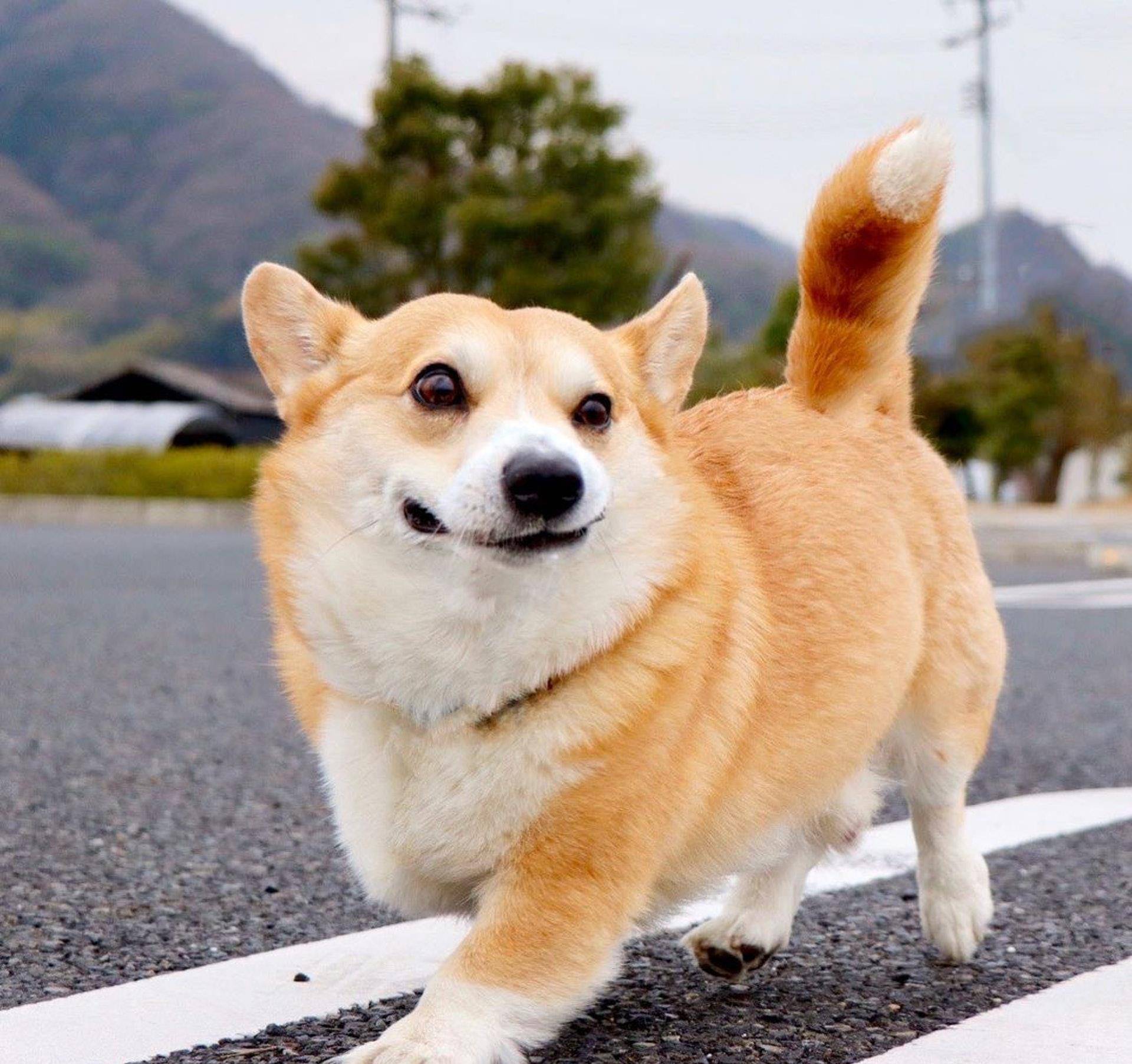 Gen|表情包柯基不敌病魔，5年来一直分享快乐！主人：开心送它离开