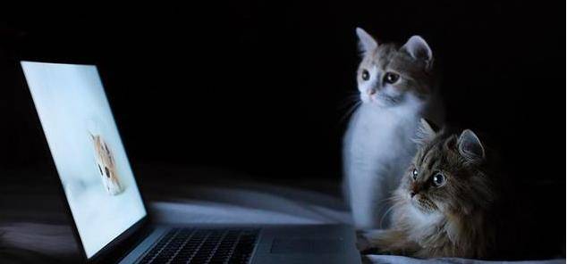 猫咪|请问原住民猫咪和新租客应该如何安顿?安顿过程中需要的注意事项