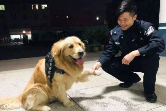 金毛走丟被送進派出所，結果把派出所吃窮了，民警直呼養不起 萌趣萌寵 第6张