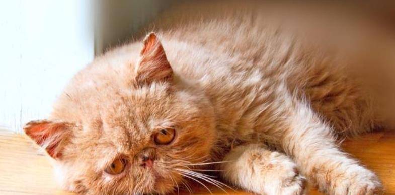 地方|萌宠：饲养加菲猫前，你都知道它的性格吗？