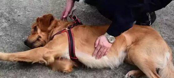 金毛走丟被送進派出所，結果把派出所吃窮了，民警直呼養不起 萌趣萌寵 第4张