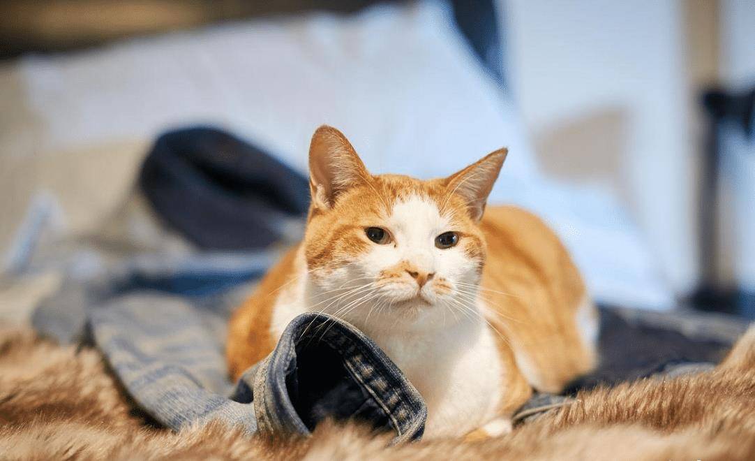 怎么看小猫是否聪明 778ea48050ab492d9b09e004cecb9bb4.jpeg