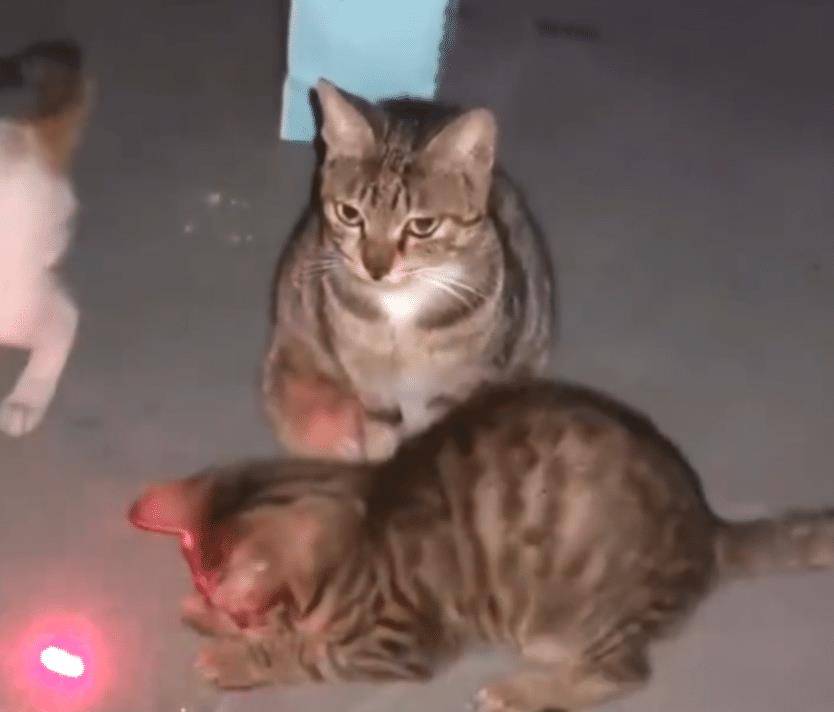 猫咪|狸花猫毫不搭理激光笔，却用眼神示意主人：“你能不能成熟一点”