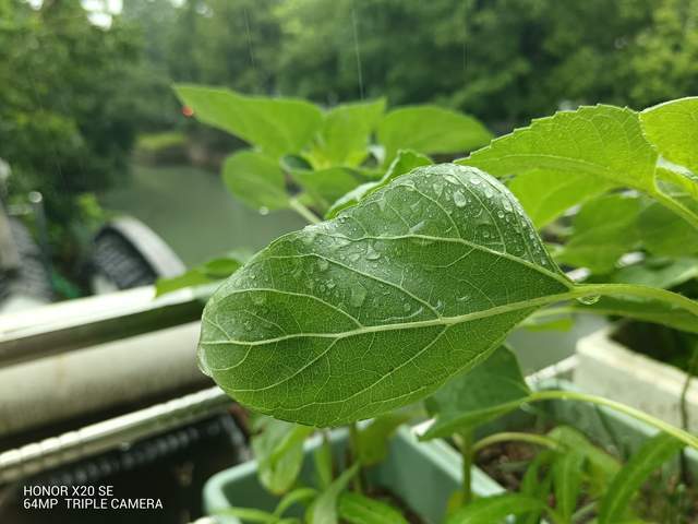游戏|荣耀X20 SE新版本将上市，超高屏占比，游戏追剧拍摄样样精通