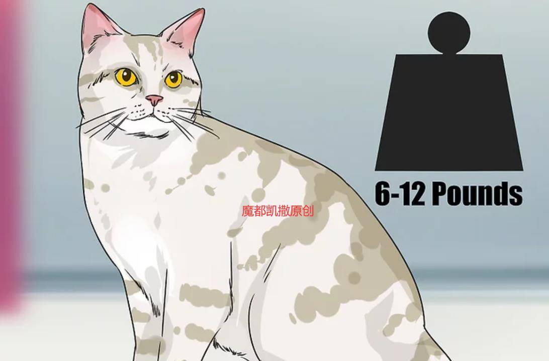 怎么挑选好看的短毛猫 dc8432efc7b3425981887f5be15c49f0.jpeg