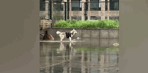 因为|下雨天二哈撒欢儿，在水地里狂奔似小马驹，鞋子都跑丢了…