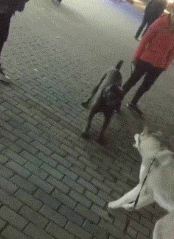 什么|二哈不断挑衅猛犬卡斯罗,旁边还有只柯基看热闹,结局出乎意料!